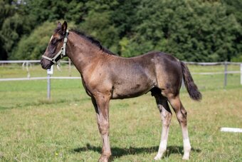 Welsh part bred - 5