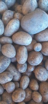 Brambory na,uskladnění - 5