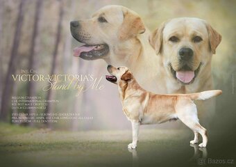 Labradorský retriever s PP - 5