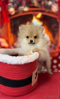 Pomeranian mini S PP - 5