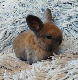 Minilop - anglický zakrslý beránek s VP - 5