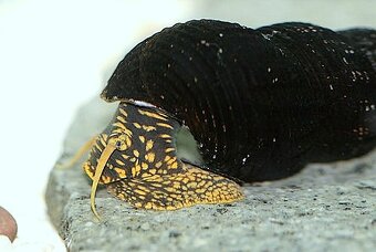 Šnek Tylomelania - 5