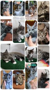 Mainská mývalí kočka s PP - 5