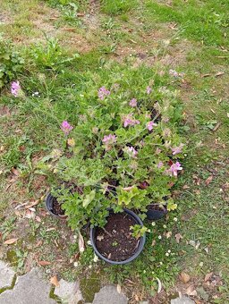 Ptačí zob na živé ploty,SAZENICE ROSTLIN - 5