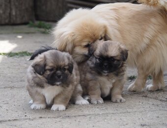 Tibetský španěl s průkazem původu - 5
