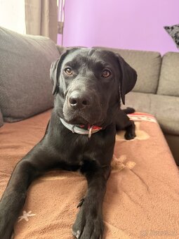 Daruji fenku labradora - 5