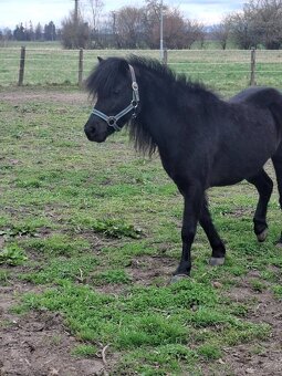 Klisna pony - 5