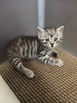 Britské kotě whiskas - 5