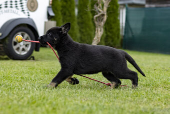 Německý  ovčák - pejsek s PP - 5