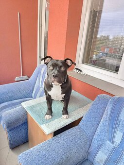 Prodám americký bul XL - 5