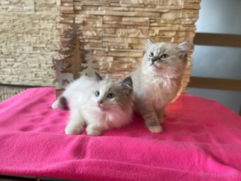 Ragdoll koťátka bez PP - 5