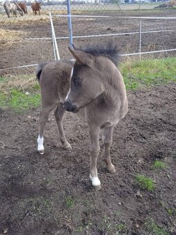 Plemenný hřebec wmp - 5