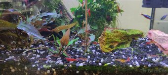 Krevetky Red cherry - Neocaridina davidi - 5