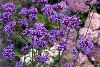 TRVALKY...VERBENA SPORÝŠ, PUPALKA, VERBENA-SPORÝŠ, PUPALKA R - 5