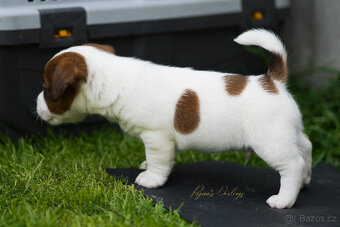 Jack Russell teriér s průkazem původu -PEJSEK - 5