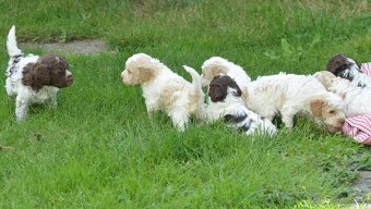 Lagotto Romagnolo s PP/ ITALSKÝ VODNÍ PES/ - 5