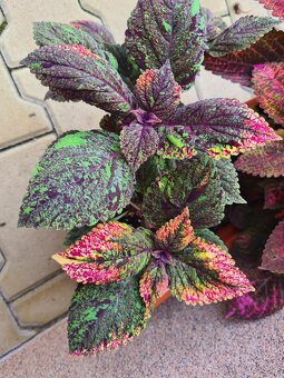 Africké okrasné kopřivy - SEMENA - Coleus - 5
