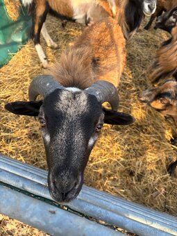 Kamerúnsky beran - 5