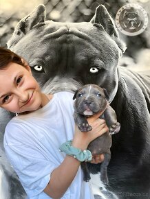 American Bully - 5