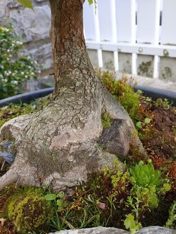 Javor mléč (Acer platanoides) bonsai - 5