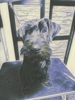 Knírač velký černý s PP - 5