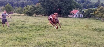3l kobylka mix Qh x ČSP - 5