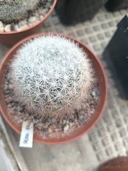 Kaktusy a sukulenty - 5