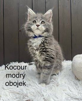 Mainská mývalí koťata - MCO - 5