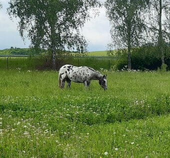 Appaloosa - 5