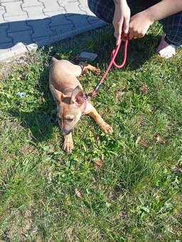 Belgický ovčák malinois - 5