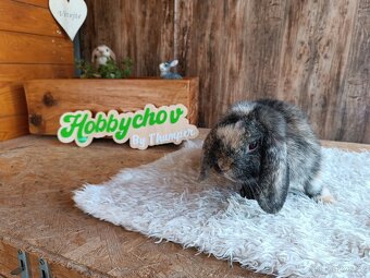 Minilop sameček k odběru - 5