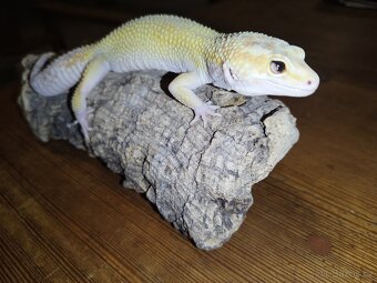 Gekončík noční samcí - 5