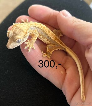 Pagekon řasnatý - 5