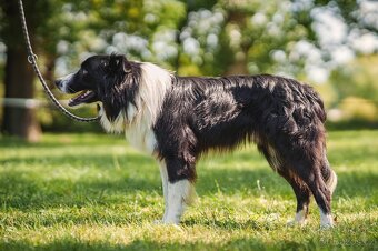 Krytí border kolie s pp - 5