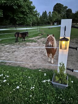 Mini Shetland pony - 5