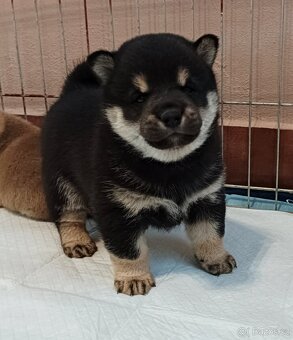Shiba inu šteniatka FCI - 5