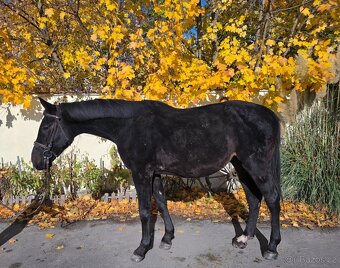 KRÁSNÝ, ČERNÝ VALACH NA SPORT I REKREACI - 5