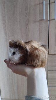 Morče, morčata, morčátka - 5