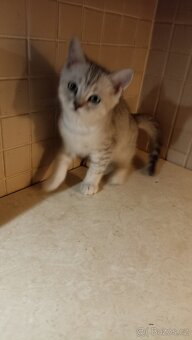 Britská koťátka whiskas s PP - 5
