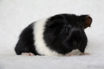 Morče, morčátko, morčata s PP - krátkosrstá - 5