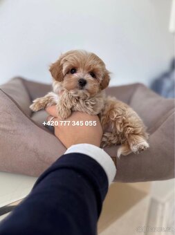 Maltipoo F1 caramel 3 měsíce 1500€‼️ Mimi - 5