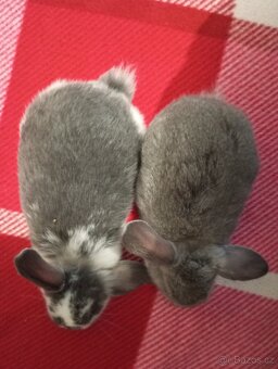 Zakrslý beránek králíček - 5