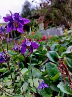 Zahrada Moravská Třebová - 5