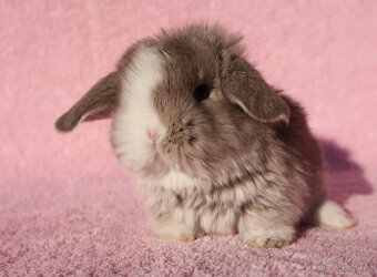 Zakrslí beránci NHD modrá očka . - 5