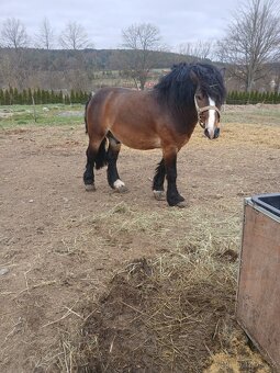 Prodám hřebečka - 5