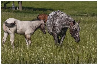 Appaloosa s PP- letošní hřebeček "Oreo" na prodej - 5