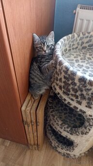 Britský whiskas kocourek s PP - 5