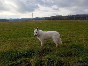 Švýcarský ovčák ke krytí samec - 5
