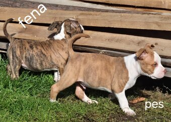 American bull standart - 5