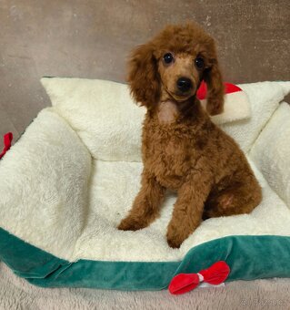 Pudl trpasličí / toy štěňátka - 5